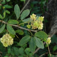 Pithecellobium dulce (Roxb.) Benth.